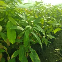 نهال انبه پاکستانی بذری عمده رودان|گل و گیاه طبیعی|رودان, |دیوار