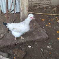 فروش مرغ کرچ شو جوان دم تخم