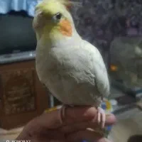 عروس هلندی ماده 4 ماهه