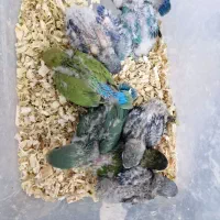 جوجه طوطی کوتوله|پرنده|بندرعباس, |دیوار