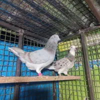 کفتر سرور پرش سنگین دو رقمی