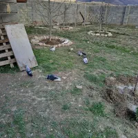 فروش کبوترهای بلند پرواز