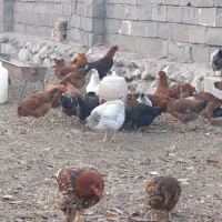 مرغ و خروس|حیوانات مزرعه|فیرورق, |دیوار