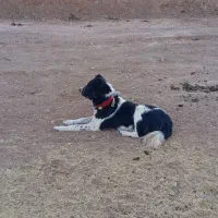 واگذاری|حیوانات مزرعه|ناغان, |دیوار