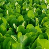 نشا کاهو