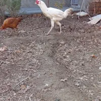 مرغ خروس