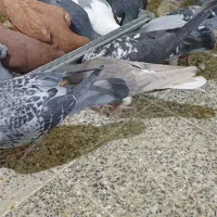 کفتر پلاکی|پرنده|فولادشهر, زاینده رود|دیوار