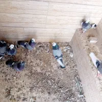 ۷ عدد شازده سبز|پرنده|اردکان, |دیوار