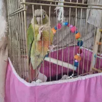 طوطی گرینچیک