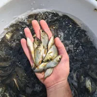 مرکز تولید و فروش انواع بچه ماهیان گرم آبی|ماهی|سنگر, |دیوار