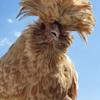 خروس و مرغ سلطان و لهستانی