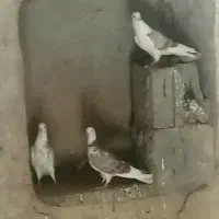 کفتر /کبوتر فروشی دونه ای ۱۰۰