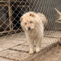 چاو چاو ماده فحل