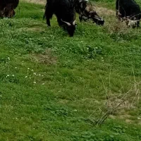 فروش شیر بز