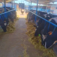 گاوگوساله تلیسه خریدوفروش درشهرضا