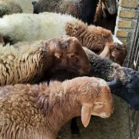 بره پرواری|حیوانات مزرعه|باوله, |دیوار