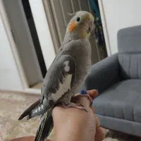 عروس هلندی نر|پرنده|تهران, سعیدآباد|دیوار