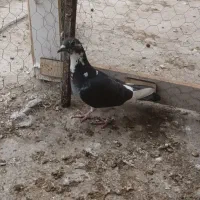 رنگی|پرنده|شوشتر, |دیوار