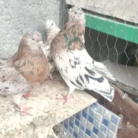 سه طوق هفت رنگ زمینه.