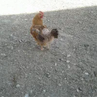 فروش پرنده باقیمت مناسب|پرنده|اشترینان, |دیوار