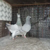 کفتر|پرنده|شیراز, گلشن|دیوار