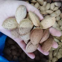 بادام