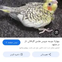 افروخ للبیع