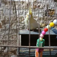 عروس هلندی و مرغ عشق