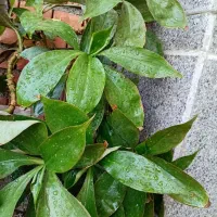 گلهای طبیعی یکی ۵۰تومن