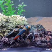 لابستر رنگ ابی