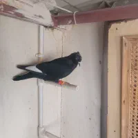 ۵عدد کبوتر|حیوانات|مشهد, امامیه (شهرک غرب)|دیوار