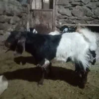 دوارس بزغاله نر|حیوانات مزرعه|دهگلان, |دیوار