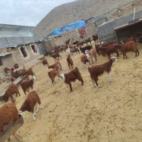 فروش کهره قوری ماده برای داشت|حیوانات مزرعه|شیراز, احمدی جنوبی|دیوار