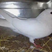 10 تا کفتر 2 میل یون|پرنده|سیلوانه, |دیوار