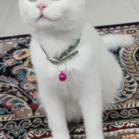 واگذاری گربه اسکاتیش