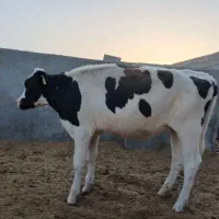 گوساله