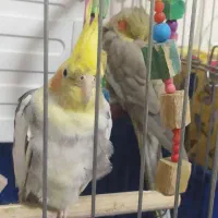 یک جفت عروس هلندی