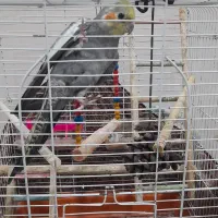 عروس نر سخنگو|پرنده|لاهیجان, گلستان|دیوار