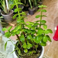 کراسولا خرفه ای ۲۵ ت