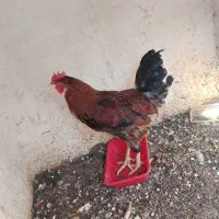 مرغ خروس
