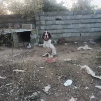 سگ شکاری پویینتر نر