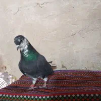 کفتراصفهانی|پرنده|برخوار, |دیوار