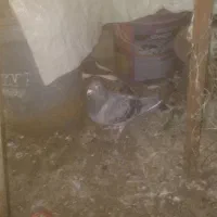 فروش سه عدد کبوتر پلاکی ماده