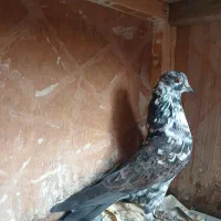 کبوتر قاره نر