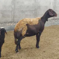 5راس گوسفند جوان درشت جنس بالا بره دار