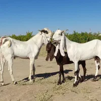 بز و نر بز گلابی