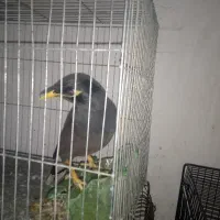 مرغ مینا|پرنده|رامیان, |دیوار