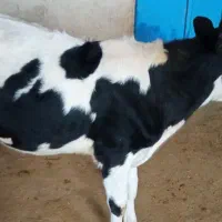 گوساله ماده هلشتاین اصیل
