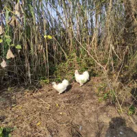 ابریشمی|حیوانات مزرعه|رودبنه, |دیوار