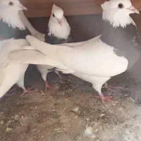 طوقی|پرنده|مبارکه, |دیوار